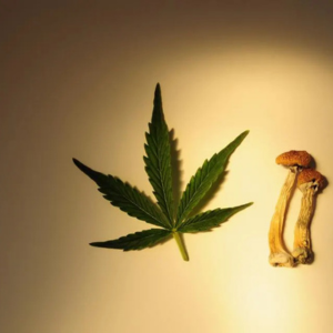 Diving into Medical Cannabis and Psychedelics with Dr. Joe Kosterich